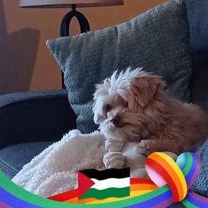 Meet your Posher, Jolie